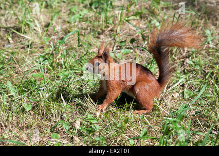 Red squirrel in Lazienki Park, Warsaw, Poland Stock Photo