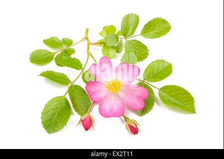 Dog rose sprig isolated on white Stock Photo