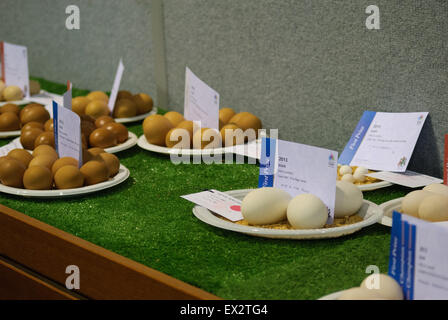 Eggs at the Royal show in Adelaide South Australia Stock Photo