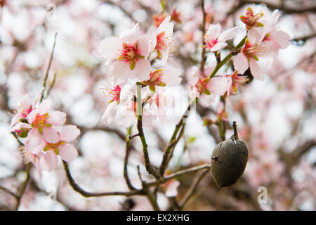 Single ripe almond nut shell and blossoms on a tree in Pomos, Cyprus Stock Photo