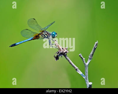 Blue Dasher Dragonfly on stick Stock Photo
