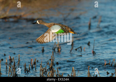 Blue Wing Teal in flight Stock Photo