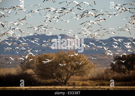 Thousands of snow geese erupt into flight, wing-to-wing, flapping and squawking, from the feeding fields at Bosque del Apache Stock Photo