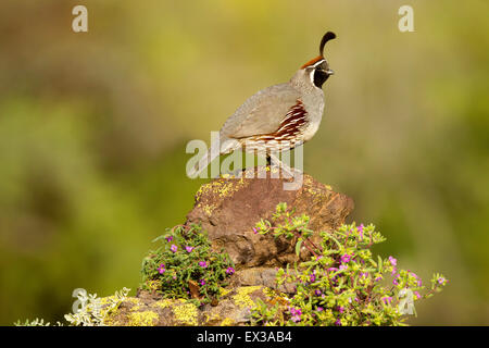 Gambel's Quail  Callipepla gambelii Tucson, Arizona, United States 21 May     Adult Male        Phasianidae Stock Photo