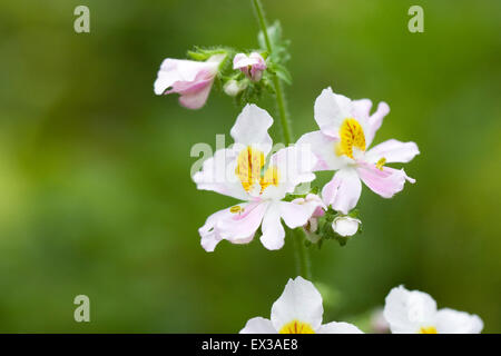 Schizanthus x wisetonensis, 'Dr. Badger'. Butterfly flower. Stock Photo