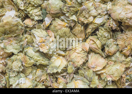 Background texture of dried hops cones Stock Photo