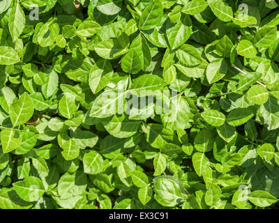 Fresh Green Bush Leaves Background Stock Photo