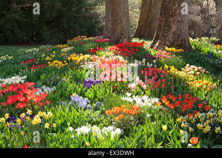 Tulips (Tulipa sp.), daffodils (Narcissus sp.) and hyacinths (Hyacinthus sp.) in spring, Mainau Island, Lake Constance Stock Photo