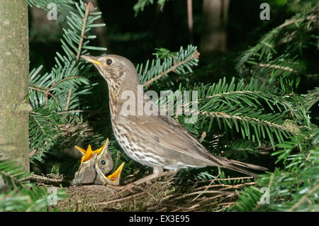 Song thrush (Turdus philomelos) in nest with fledglings, Baden-Württemberg, Germany Stock Photo