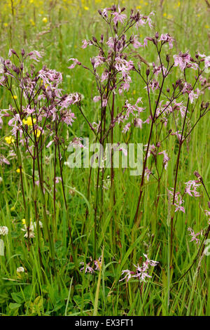 Ragged Robin - Lychnis flos-cuculi Flower of wet grassland Stock Photo