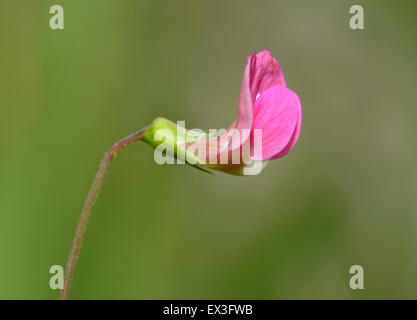 Grass Vetchling - Lathyrus nissolia Stock Photo