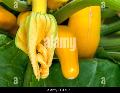 Zucchini flower and fruit, vegetables plants in spring, delicately savory growing new, fresh Stock Photo