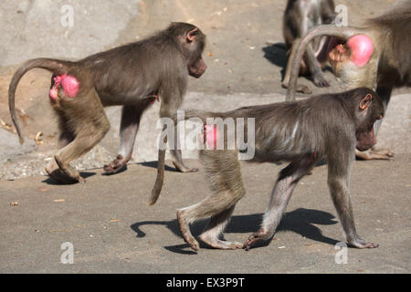 Hamadryas baboon (Papio hamadryas) at Frankfurt Zoo in Frankfurt am Main, Hesse, Germany. Stock Photo