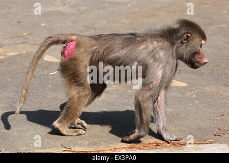 Hamadryas baboon (Papio hamadryas) at Frankfurt Zoo in Frankfurt am Main, Hesse, Germany. Stock Photo