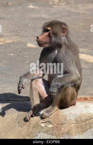 Young male Hamadryas baboon (Papio hamadryas) at Frankfurt Zoo in Frankfurt am Main, Hesse, Germany. Stock Photo