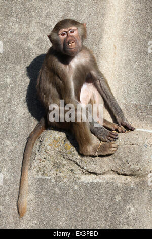 Young Hamadryas baboon (Papio hamadryas) at Frankfurt Zoo in Frankfurt am Main, Hesse, Germany. Stock Photo