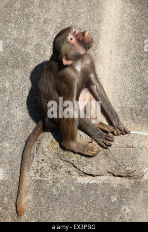 Young Hamadryas baboon (Papio hamadryas) at Frankfurt Zoo in Frankfurt am Main, Hesse, Germany. Stock Photo