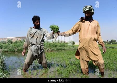 Herat, Afghanistan. 6th July, 2015. Afghan farmers work in a rice field in Herat province, western Afghanistan, July 6, 2015. © Sardar/Xinhua/Alamy Live News Stock Photo