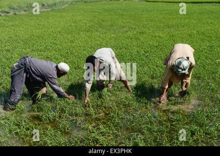 Herat, Afghanistan. 6th July, 2015. Afghan farmers work in a rice field in Herat province, western Afghanistan, July 6, 2015. © Sardar/Xinhua/Alamy Live News Stock Photo