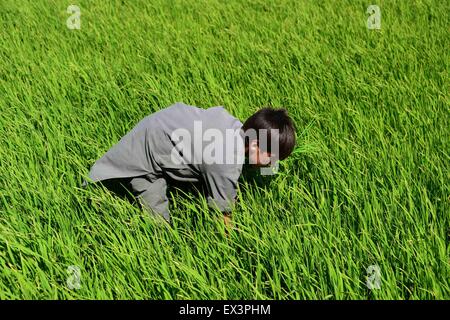 Herat, Afghanistan. 6th July, 2015. An Afghan farmer works in a rice field in Herat province, western Afghanistan, July 6, 2015. © Sardar/Xinhua/Alamy Live News Stock Photo