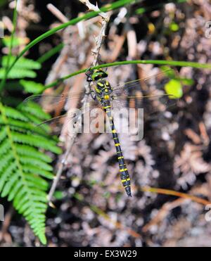 Southern Hawker dragonfly (Aeshna cyanea) in woodland, July, UK Stock Photo