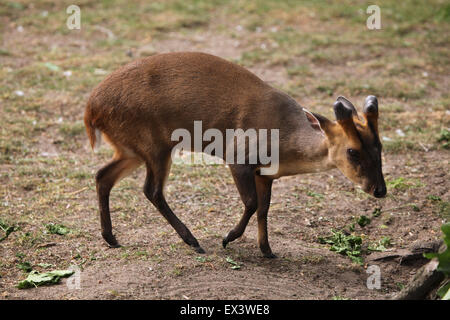 Chinese muntjac (Muntiacus reevesi), also known as the Reeves's muntjac at Frankfurt Zoo in Frankfurt am Main, Hesse, Germany. Stock Photo