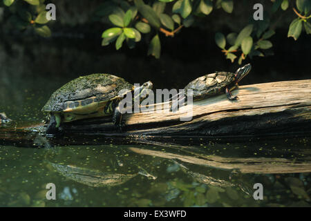 River cooter (Pseudemys concinna hieroglyphica) and Eastern painted turtle (Chrysemys picta picta) at Frankfurt Zoo, Germany. Stock Photo