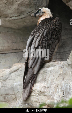 Bearded vulture (Gypaetus barbatus), also known as the lammergeyer at Frankfurt Zoo in Frankfurt am Main, Hesse, Germany. Stock Photo