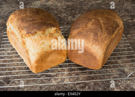 freshly baked bread on a drying rack Stock Photo