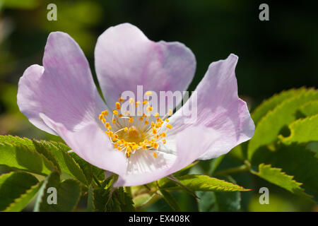 Dog rose flowers in bloom Stock Photo