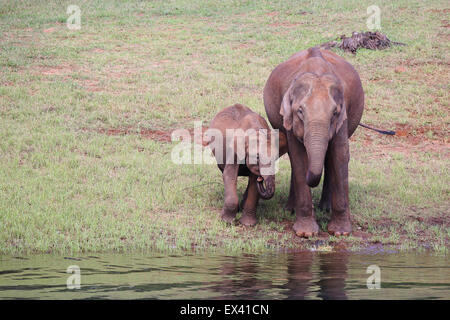 Indian elephant and calf drinking water at Thekkady Wild Life Sanctuary in Kerala, India Stock Photo