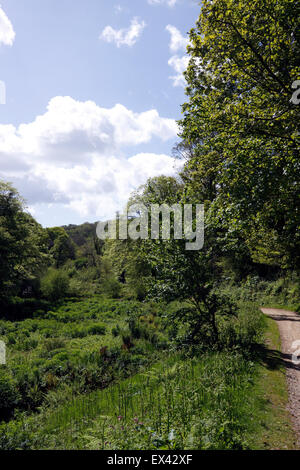 THE LOST GARDENS OF HELIGAN. CORNWALL. THE LOST VALLEY. Stock Photo