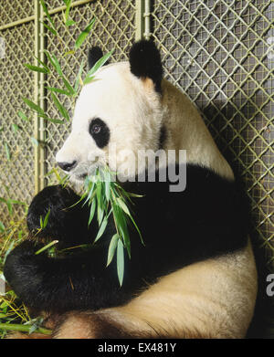 Giant Panda, Ailuropoda melanoleuca, an adult nibbles bamboo beside a wire fence. Stock Photo
