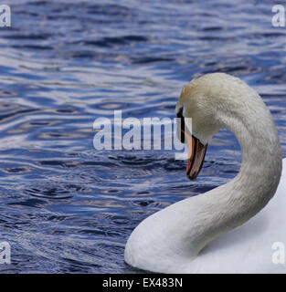 Beautiful neck of the strong male mute swan Stock Photo
