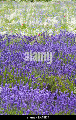 Lavender and wild flower fields at New Forest Lavender Farm, Landford, Salisbury, Wiltshire UK in July - wildflowers Stock Photo