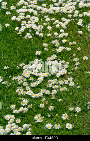 Common daisies in lawn Stock Photo