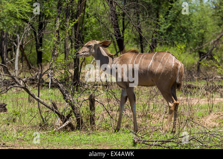 Kudu at the Gaborone Game Reserve in Gaborone, Botswana Stock Photo