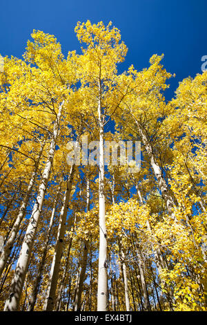 Aspen trees in Fall colors, Aspen Vista Trail, Santa Fe National Forest, New Mexico USA Stock Photo