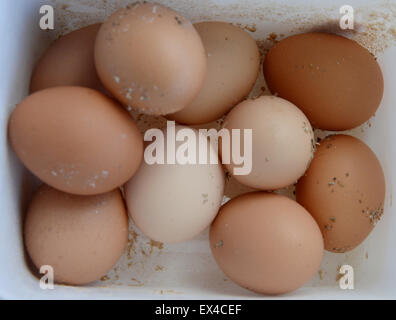Fresh brown Eggs Stock Photo