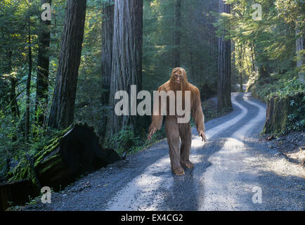 A Sasquatch, also known as Bigfoot, moves quietly along a forest road in a dense rain forest in the Pacific Northwest. Stock Photo