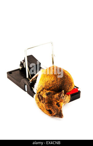 Mouse caught in mousetrap dead mice trapped killed snapped neck copy space copyspace white background Stock Photo