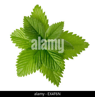 strawberry leaves isolated on the white background. Stock Photo