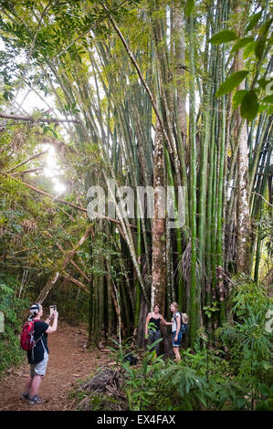Vertical portrait of tourists taking photos by a bamboo plant in Topes de Collantes National Park in Cuba. Stock Photo
