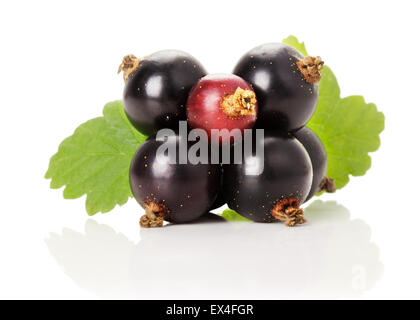 red and black currants with leaves isolated on the white background. Stock Photo