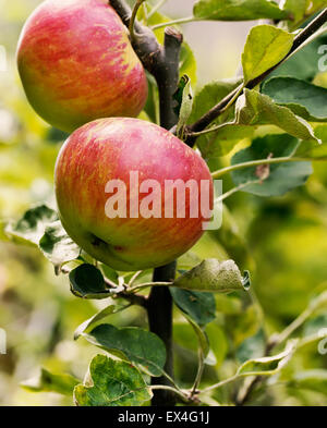 red apples on the tree. Stock Photo