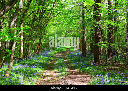 Bluebells, Dragon's Green, West Sussex Stock Photo