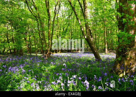 Bluebells, Dragon's Green, West Sussex Stock Photo