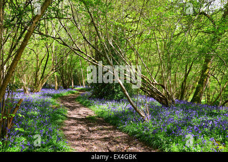 Bluebells, Dragon's Green, West Sussex Stock Photo