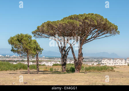 Pine trees with Somerset West, the Strand, the sea and Table Mountain in Cape Town in the background Stock Photo