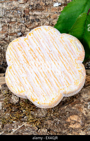 French Saint Albray cheese on wood Stock Photo